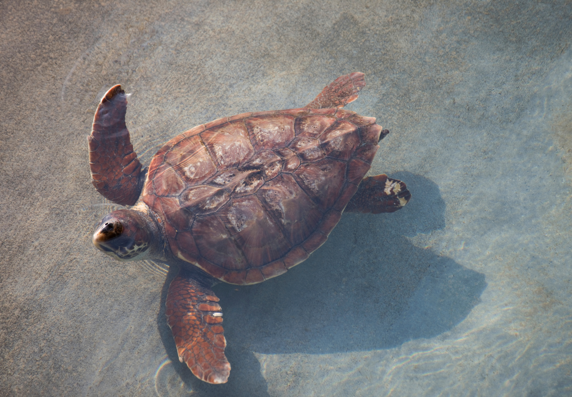 carloforte-caretta-caretta