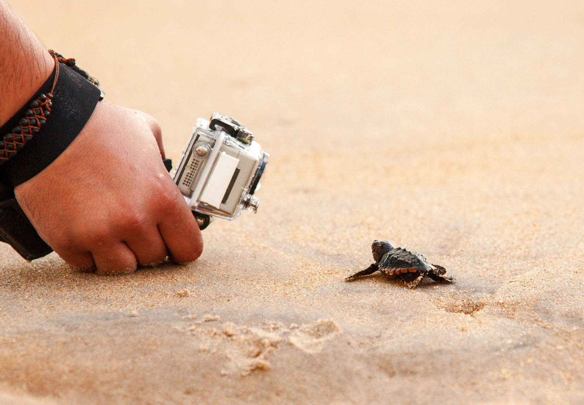 mala-caretta-caretta-na-sardynii
