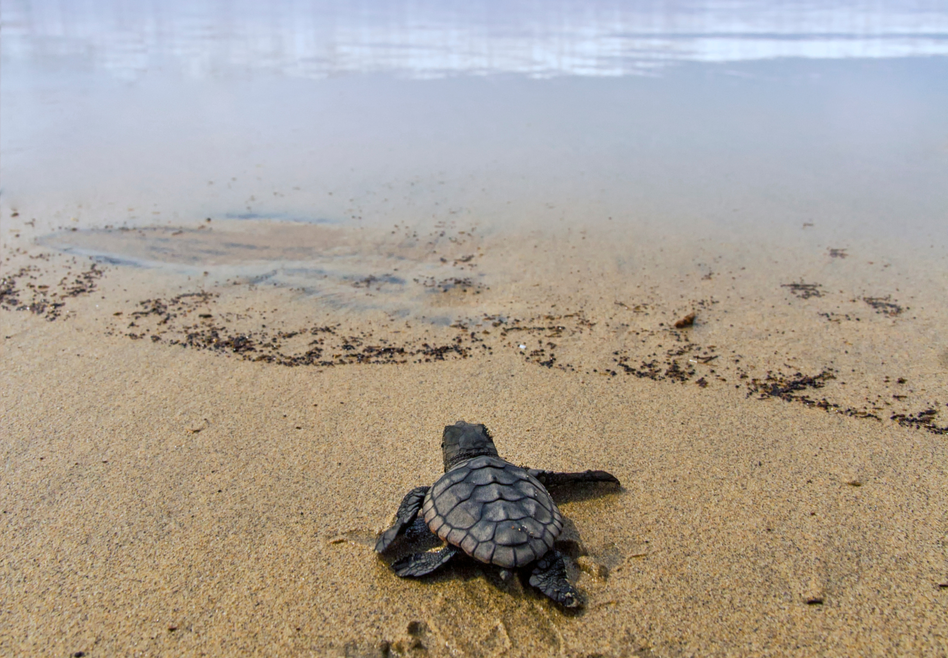 sardynia-caretta-caretta