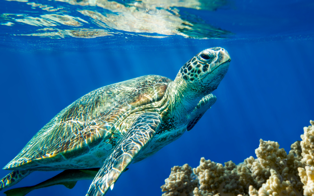 Żółwie Caretta Caretta wracają na Sardynię!