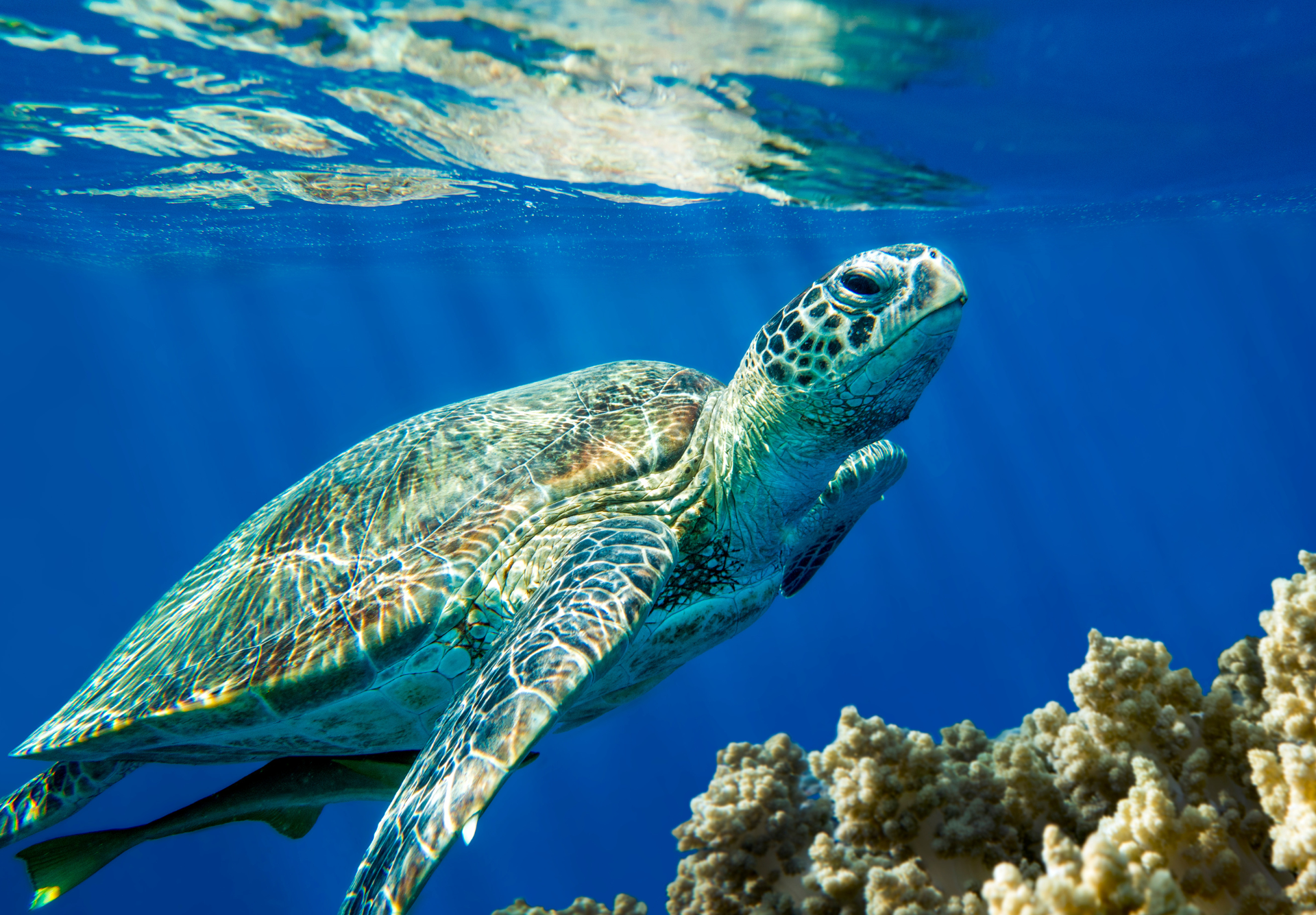 Żółwie Caretta Caretta wracają na Sardynię!